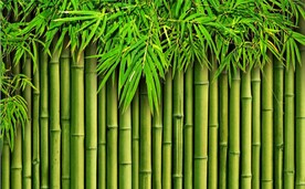 高清竹林风景电视背景墙