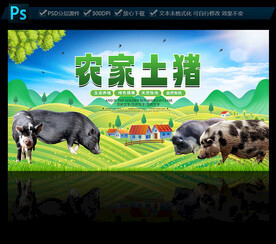 农家土猪