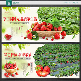 草莓采摘