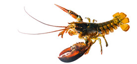 高清活波士顿龙虾抠图