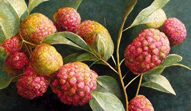 新中式手绘水果荔枝杨梅装饰画