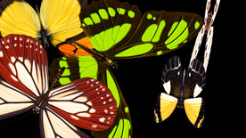 美丽蝴蝶簇拥转场