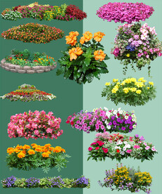 地被植物花卉 