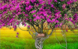 三角梅红花花树背景墙壁画