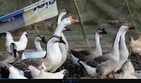 农村鸡鸭鹅成群