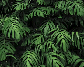 高清植物背景壁纸