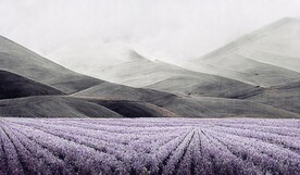 北欧现代轻奢薰衣草花海装饰画