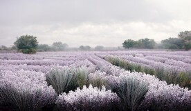 北欧现代轻奢薰衣草花海装饰画