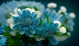 蓝色花卉装饰画