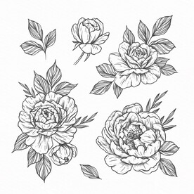 黑白花卉线描