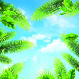 蓝天白云 椰树