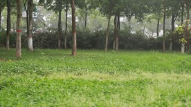 雨中公园