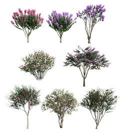 景观植物紫薇合集