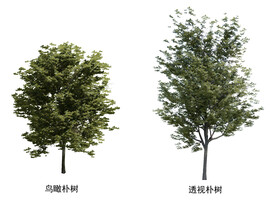 园林植物朴树素材