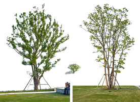 实景丛生朴树免抠PSD素材