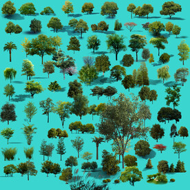 景观植物品种树木大全