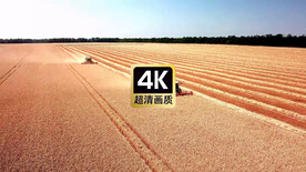 小麦联合收割机丰收的美景