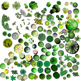 彩平树 平面植物树