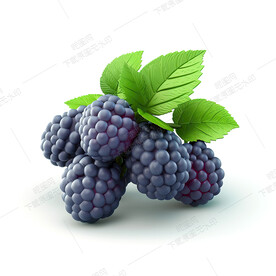 高清桑葚效果图