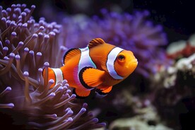 珊瑚礁中的小丑鱼