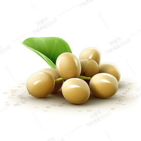 高清黄豆