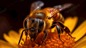 蜜蜂特写