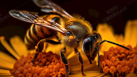 蜜蜂采蜜