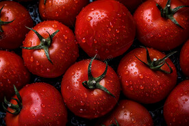 带着露珠的小西红柿