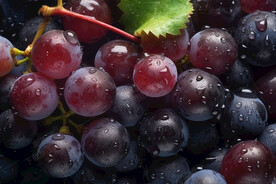 紫葡萄