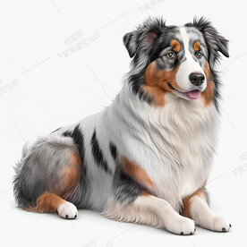 卡通澳大利亚牧羊犬