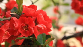 春天花卉植物红色梗海棠花