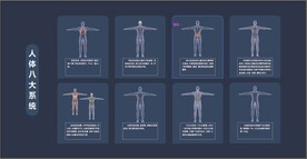 人体八大系统 分层 可编辑