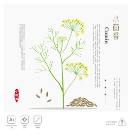 小茴香 插画