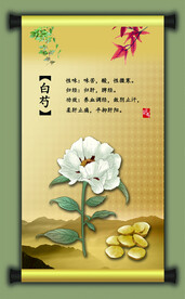 中草药白芍