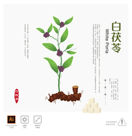 白茯苓 插画