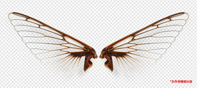 昆虫翅膀薄翼