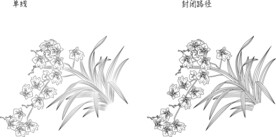 兰花 矢量图