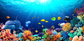 海洋世界海豚热带鱼珊瑚背景