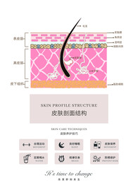皮肤剖面
