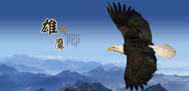 飞鹰雄鹰老鹰