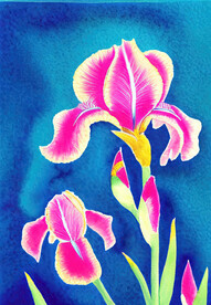 紫色鸢尾花水彩画