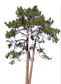 针叶树松树PS素材