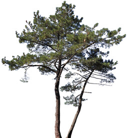 针叶树松树PS素材