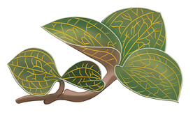 卡通插画植物金线莲