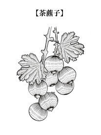 植物茶藨子素材图