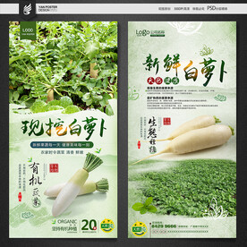 白萝卜