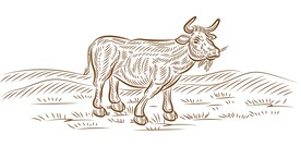牛矢量手绘