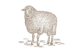 羊手绘矢量