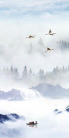 爆款 极简人气玄关 TiF分层