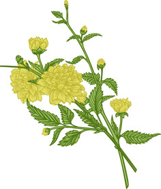 小黄花手绘插画